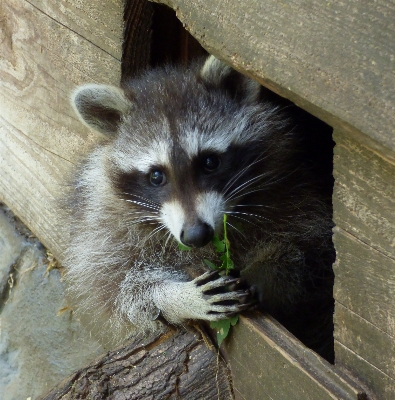 Foto Assistir animais selvagens jardim zoológico mamífero