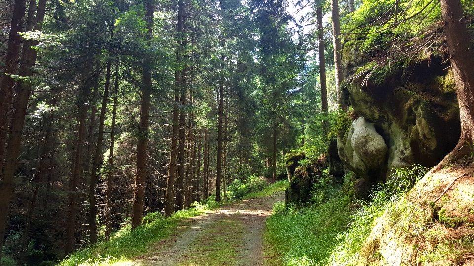 Paisaje árbol naturaleza bosque