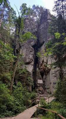 Tree nature rock wilderness Photo