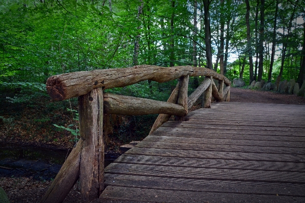 Tree nature forest boardwalk Photo