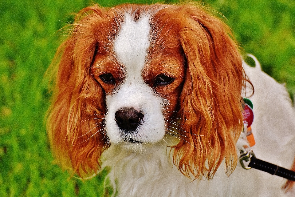 Blanc chiot chien animal