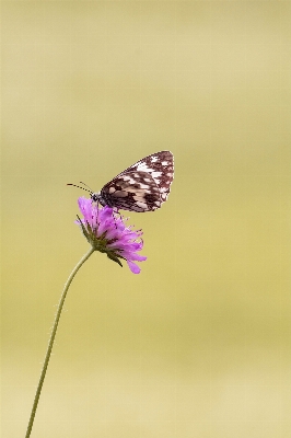 Photo Nature fleurir aile la photographie