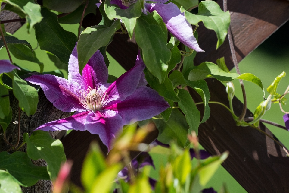 Natur blüte anlage blume