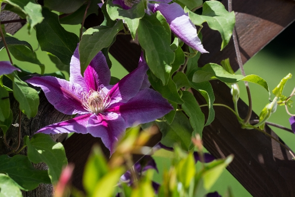 Nature blossom plant flower Photo