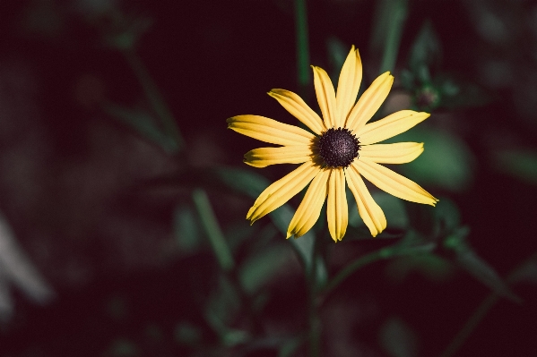 Nature blossom plant photography Photo