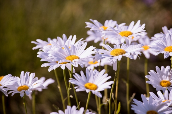 Nature blossom plant white Photo