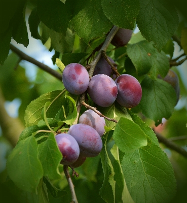 Tree branch plant fruit Photo