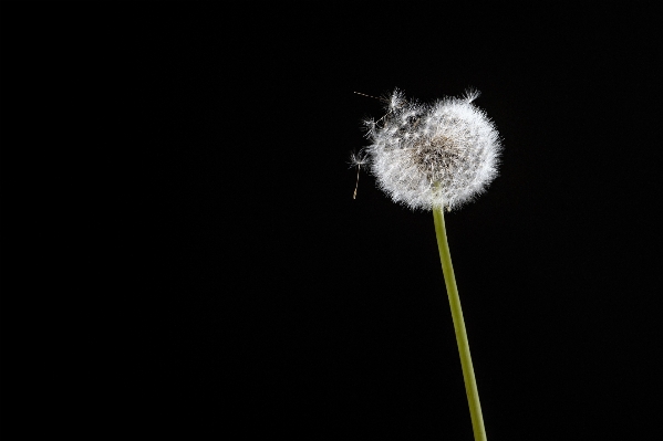 黒と白
 植物 写真撮影 タンポポ 写真