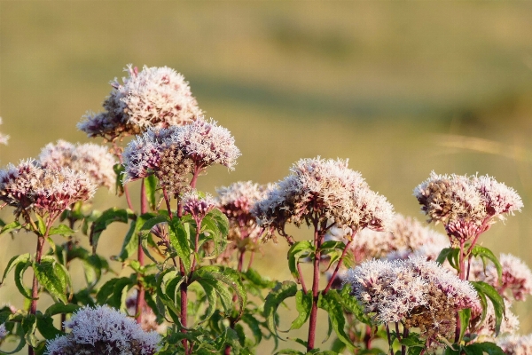 Landscape nature grass outdoor Photo