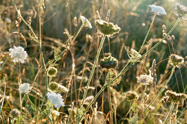 Landscape nature grass outdoor Photo