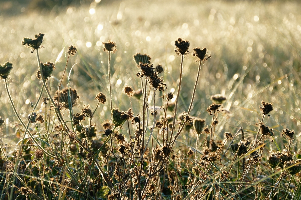 Landscape nature grass outdoor