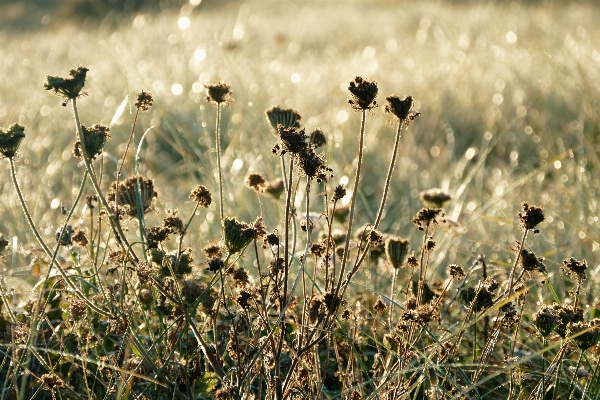 Landscape nature grass outdoor Photo