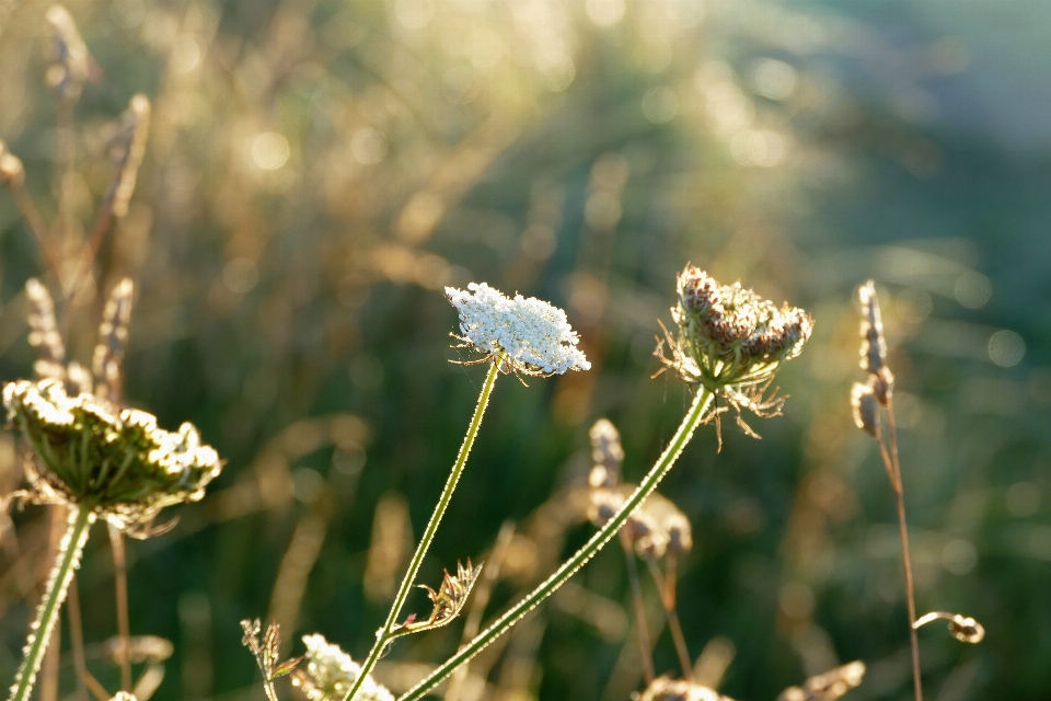 Landscape nature grass outdoor