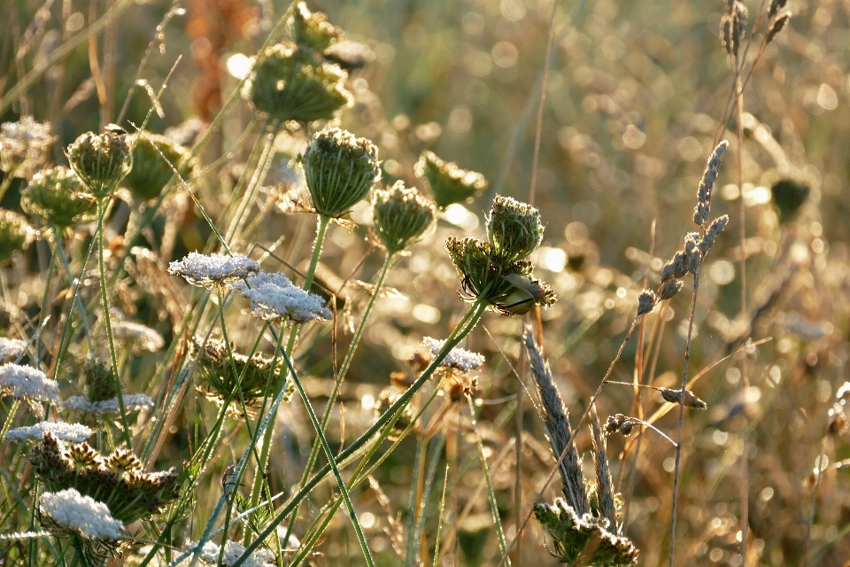 Landscape nature grass outdoor