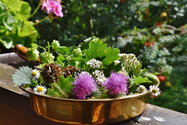 自然 森 植物 フルーツ 写真