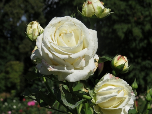 Nature outdoor blossom plant Photo