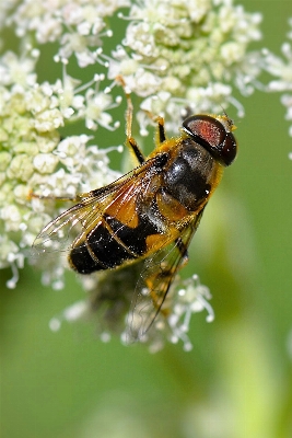 Nature photography flower fly Photo