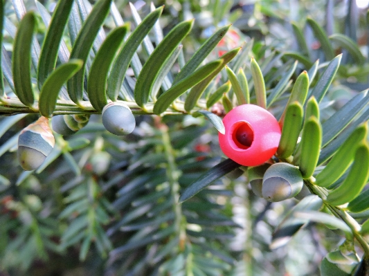 Tree branch blossom plant Photo