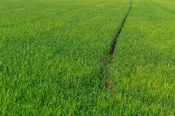 Landscape nature grass plant Photo