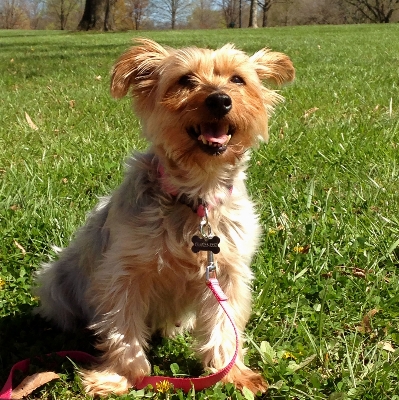 Nature grass puppy dog Photo