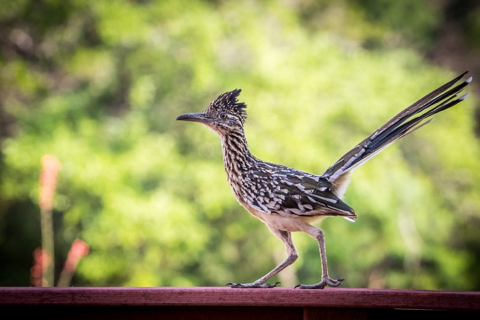 Alam burung margasatwa potret