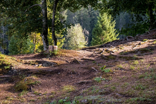 Landscape tree nature forest Photo