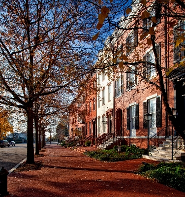 Tree architecture plant street Photo