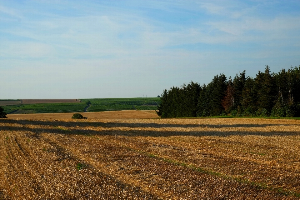 Paesaggio albero natura foresta