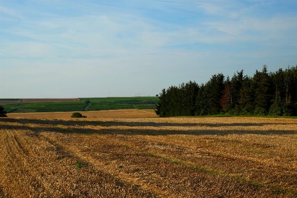 Landscape tree nature forest Photo