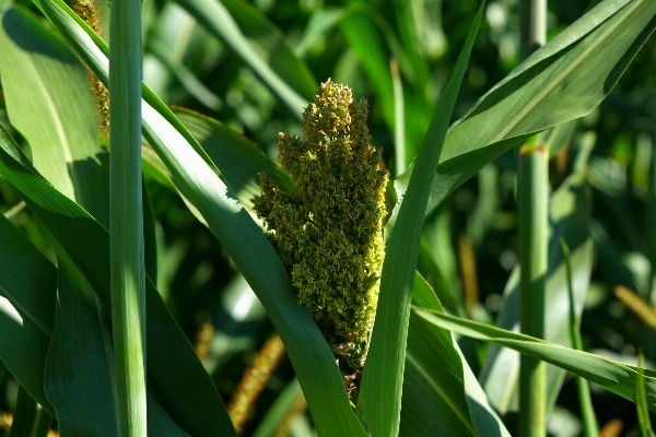 Landscape nature grass growth Photo