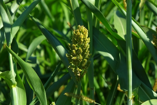 Landscape nature grass growth Photo