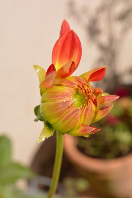 Natur blüte anlage fotografie