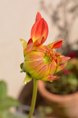 Nature blossom plant photography Photo