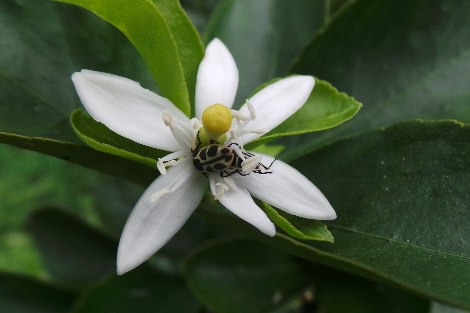 Tree blossom plant flower