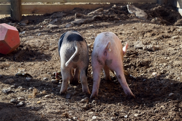 Farm animal wildlife soil Photo