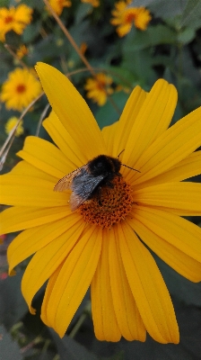 自然 植物 葉 花 写真