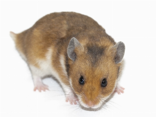 Mouse animal cute isolated Photo