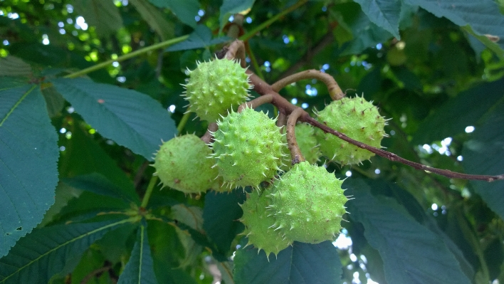 木 自然 ブランチ 植物 写真