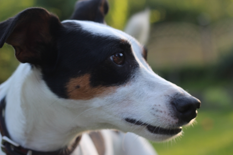 White sweet dog animal