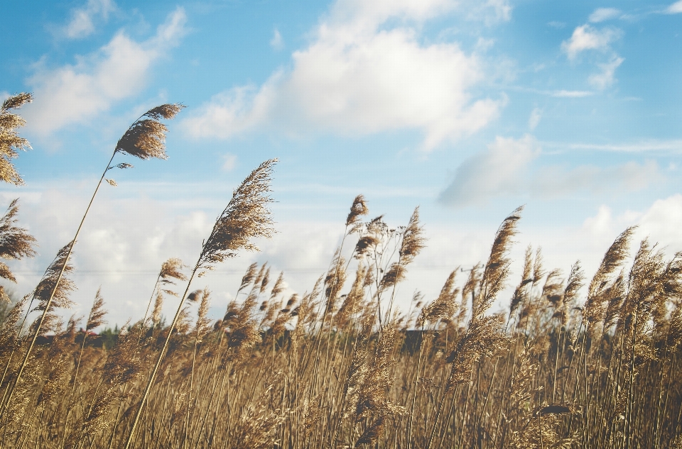 Nature grass horizon cloud