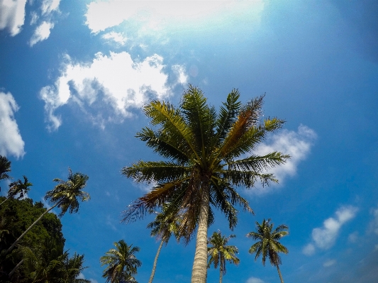 Beach landscape tree nature Photo