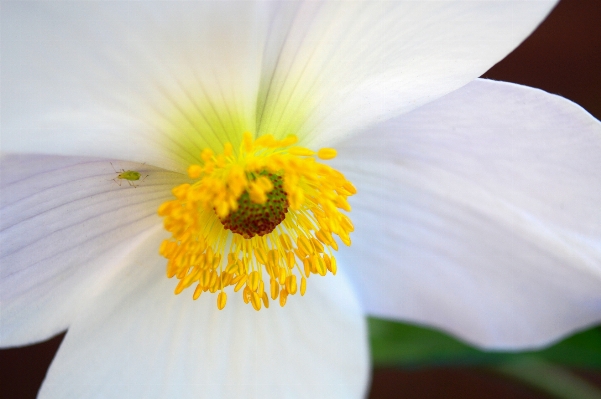 Nature blossom plant white Photo