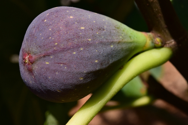 Plant photography fruit sweet Photo