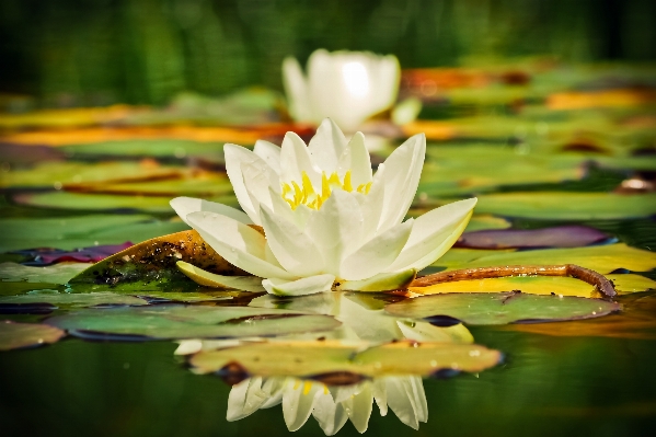 Water nature blossom plant Photo