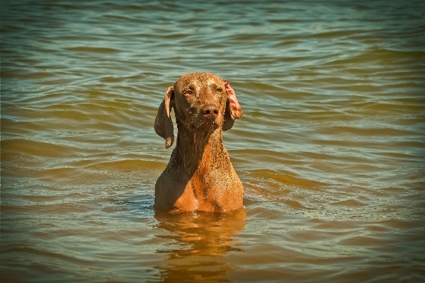 Foto Assistir praia água natureza