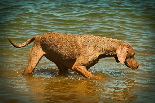 Foto Assistir praia água natureza