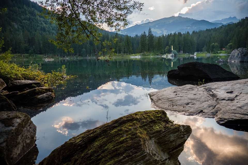 Paesaggio albero acqua natura