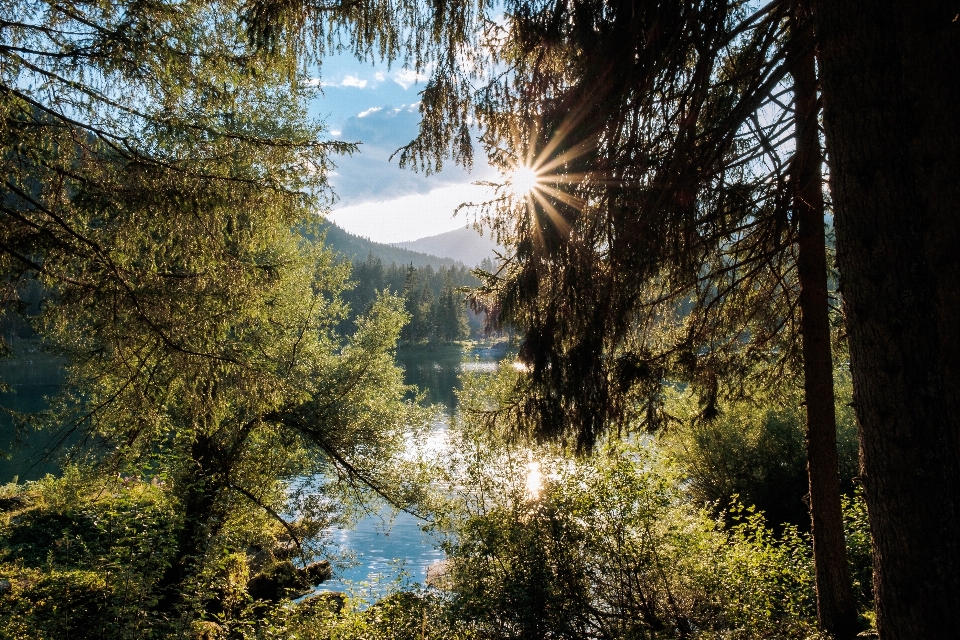 Paesaggio albero acqua natura