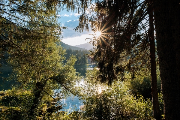 風景 木 水 自然 写真