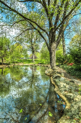 Landscape tree nature forest Photo